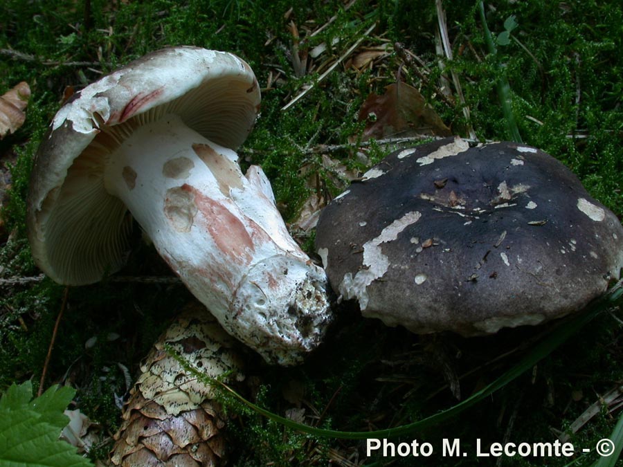 Russula nigricans