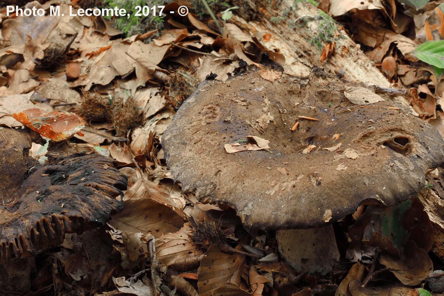 Russula nigricans