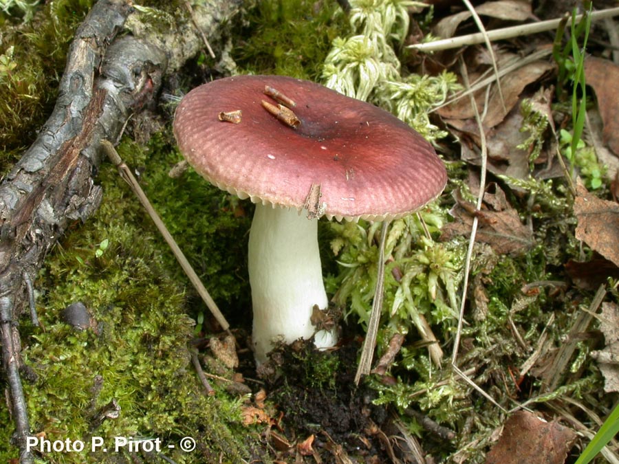 Russula nitida