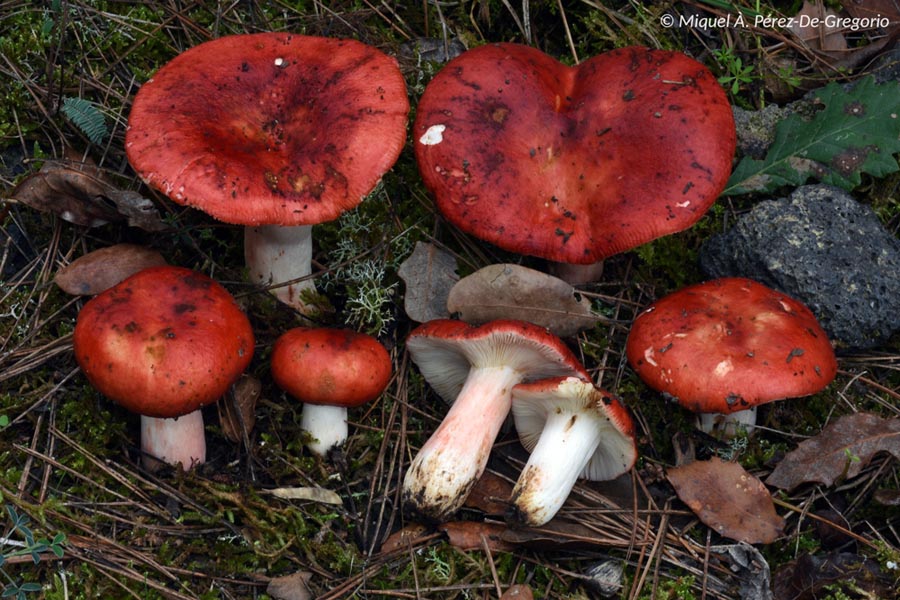 Russula nympharum