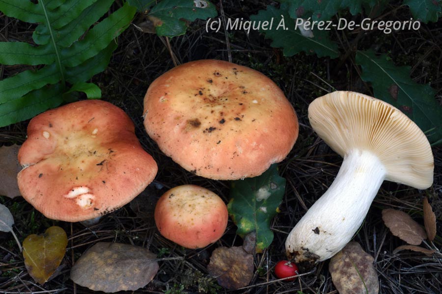 Russula nympharum