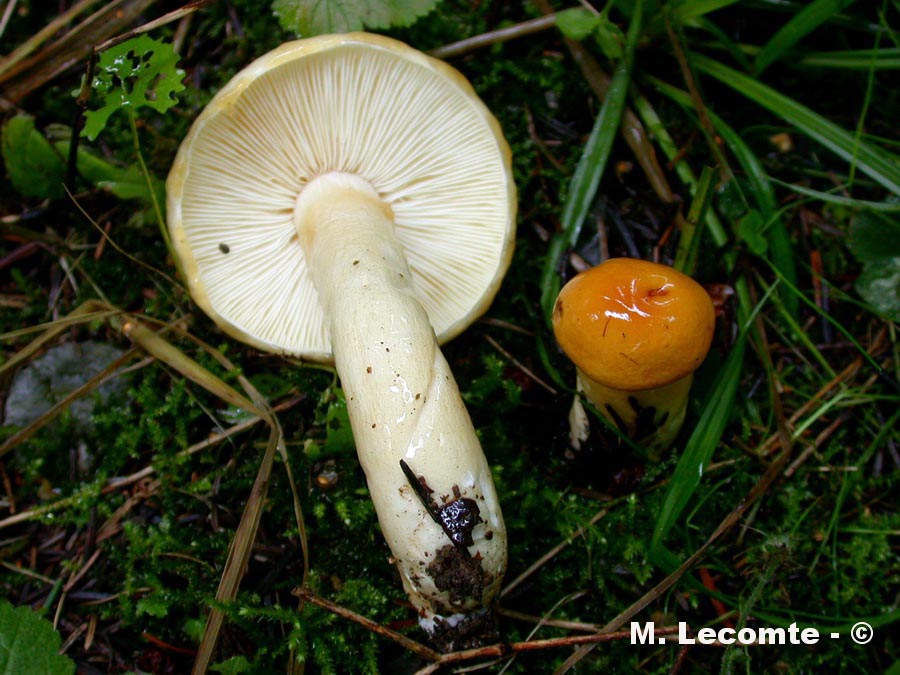 Russula ochracea var. lutea
