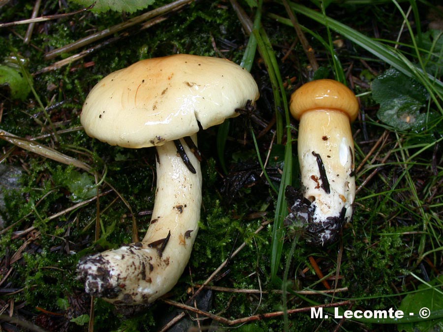 Russula ochracea var. lutea