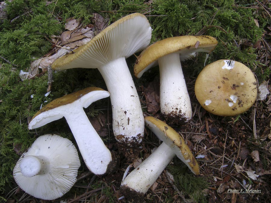 Russula ochroleuca