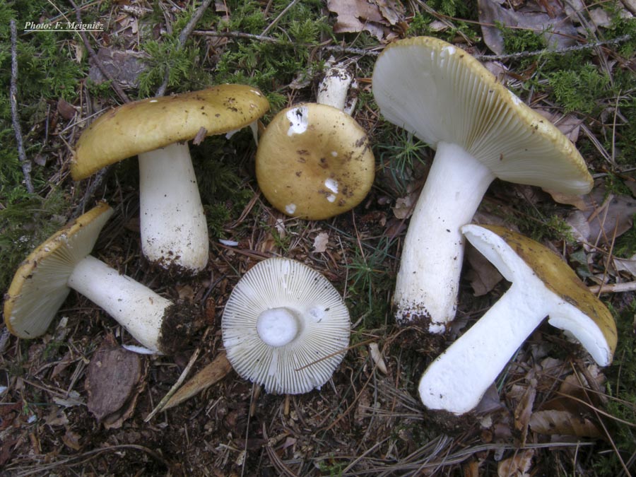 Russula ochroleuca