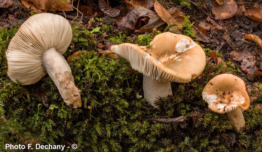 Russula ochroleuca