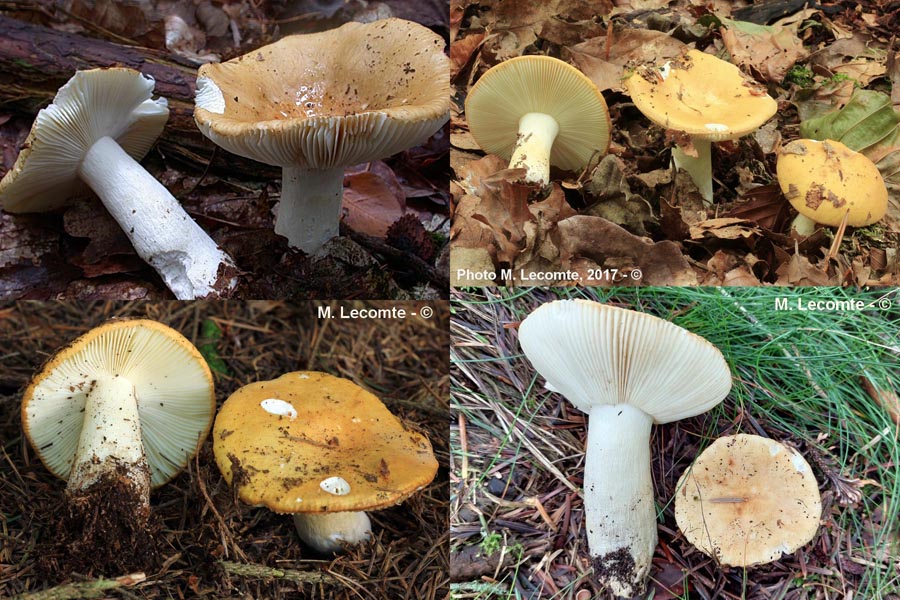 Russula ochroleuca