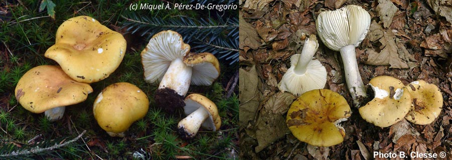 Russula ochroleuca