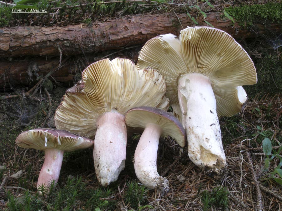 Russula olivacea