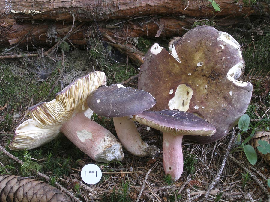 Russula olivacea