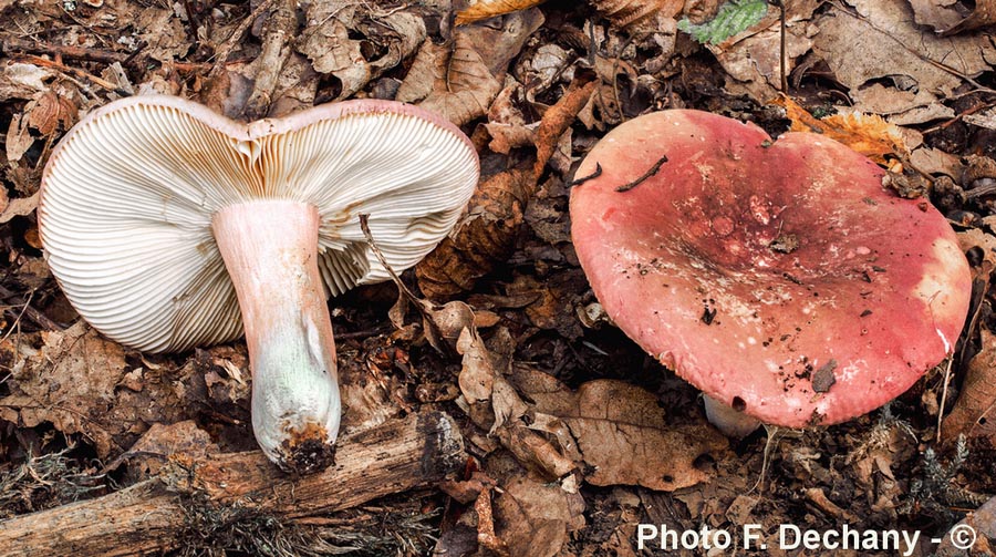 Russula olivacea