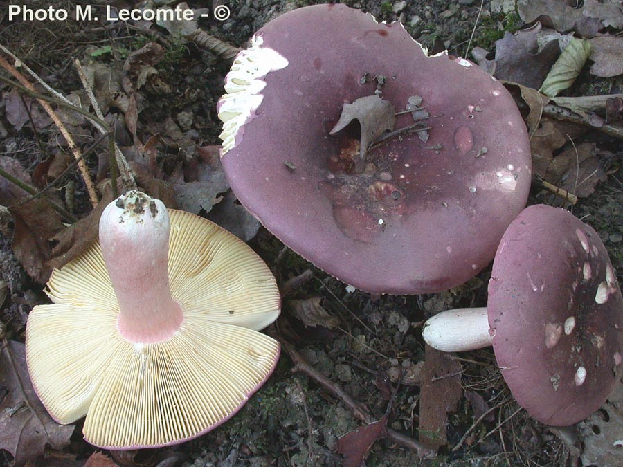 Russula olivacea