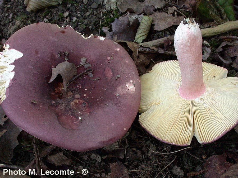 Russula olivacea