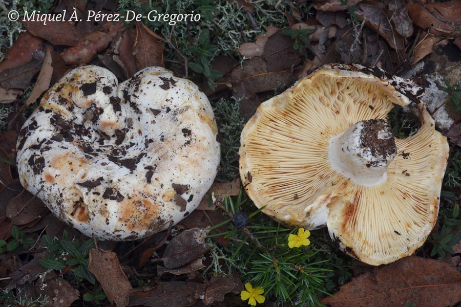 Russula pallidispora