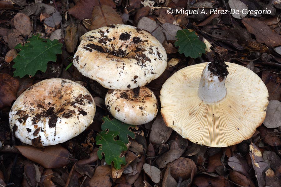 Russula pallidispora