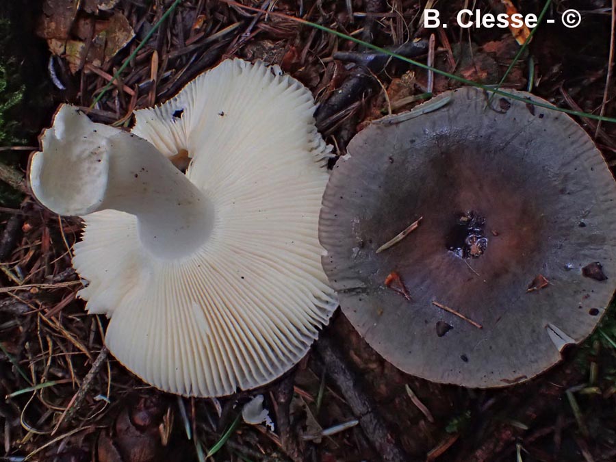 Russula parazurea