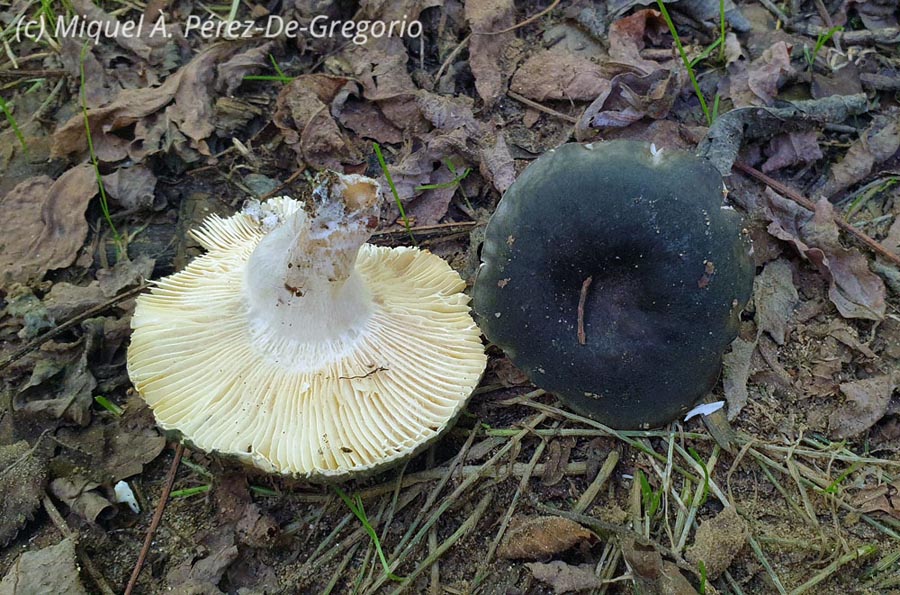 Russula parazurea