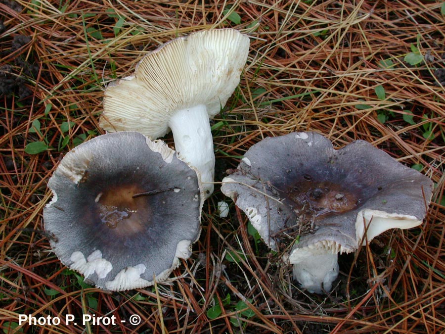 Russula parazurea