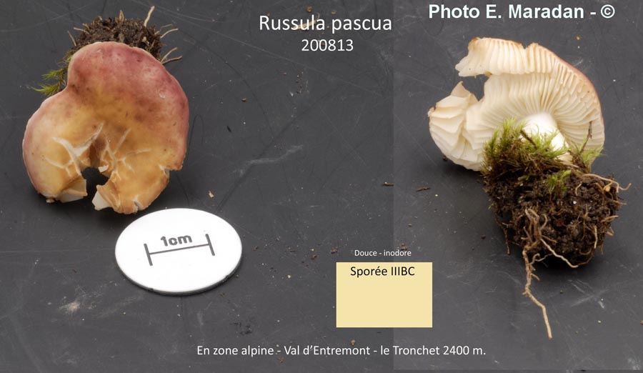 Russula pascua