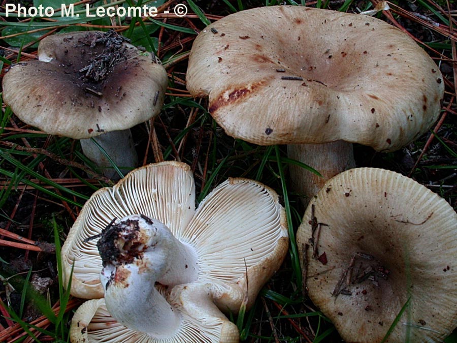 Russula pectinatoides