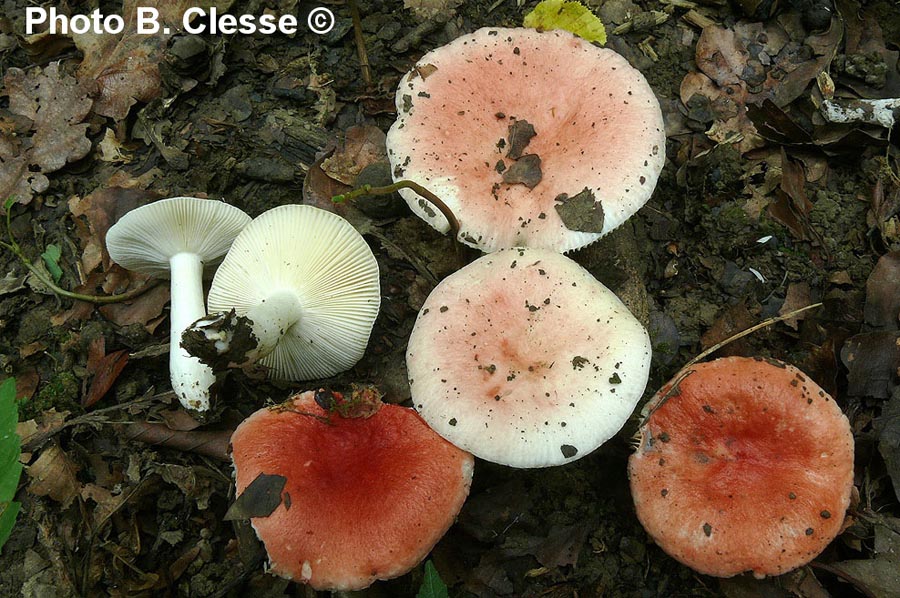 Russula persicina