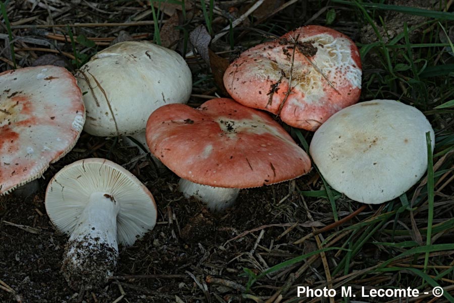 Russula persicina