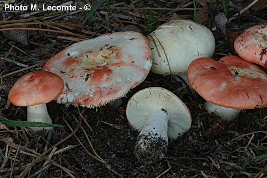 Russula persicina