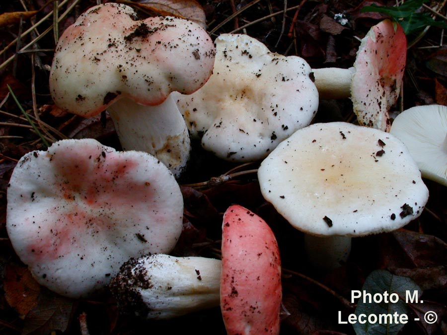 Russula persicina