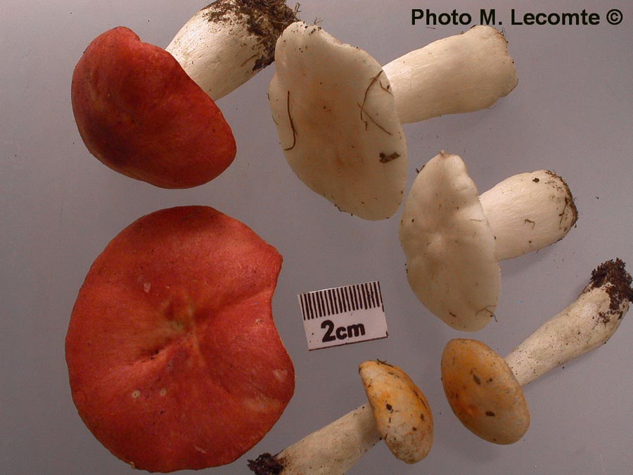 Russula persicina