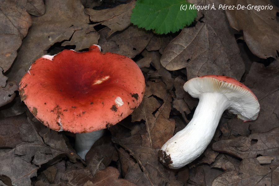 Russula persicina