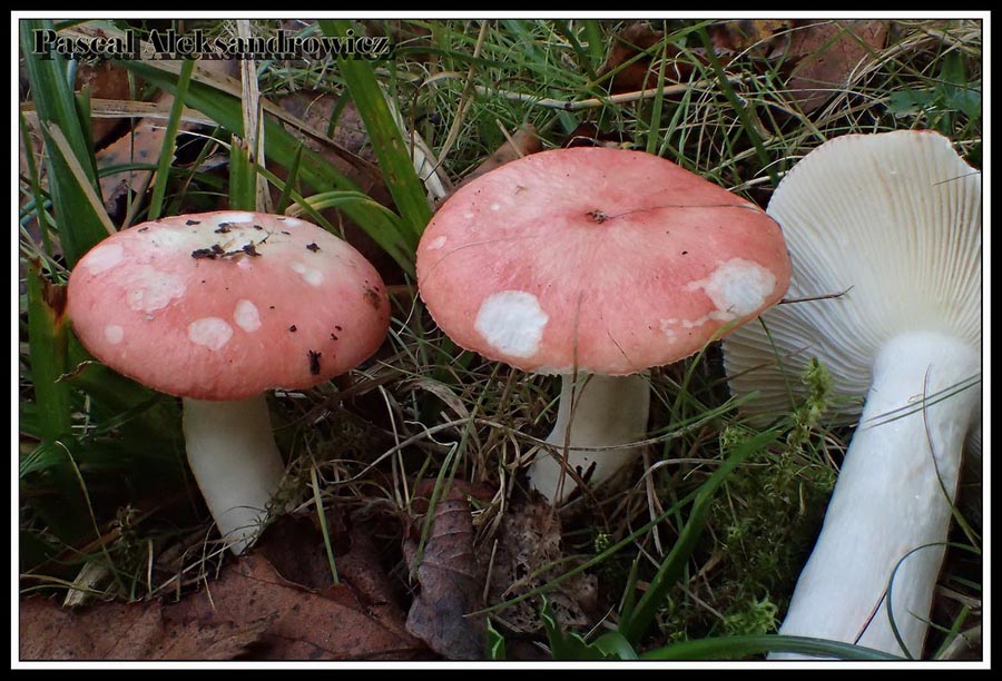 Russula persicina