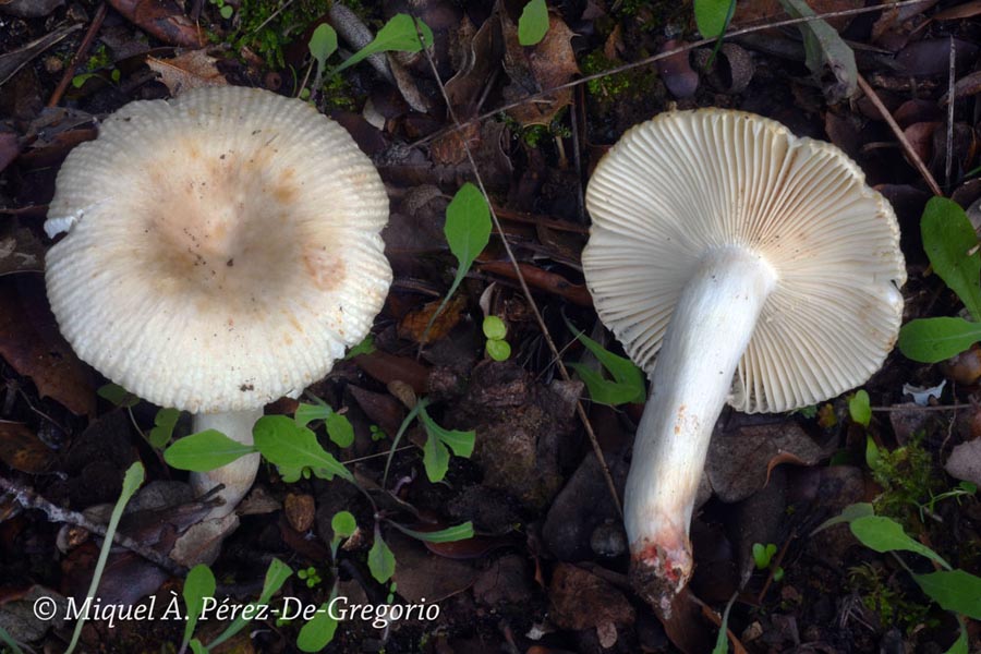 Russula praetervisa