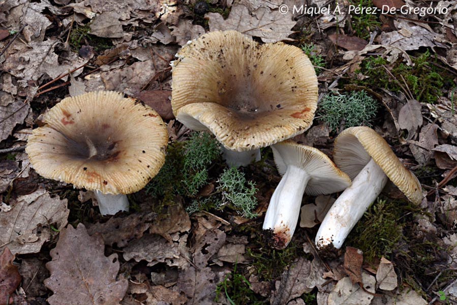 Russula praetervisa