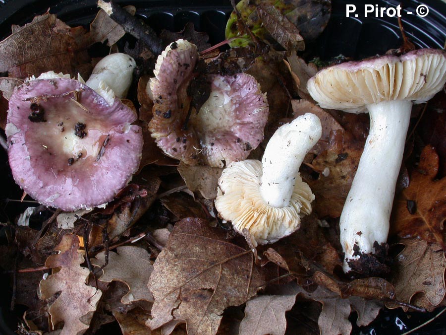 Russula prinophila