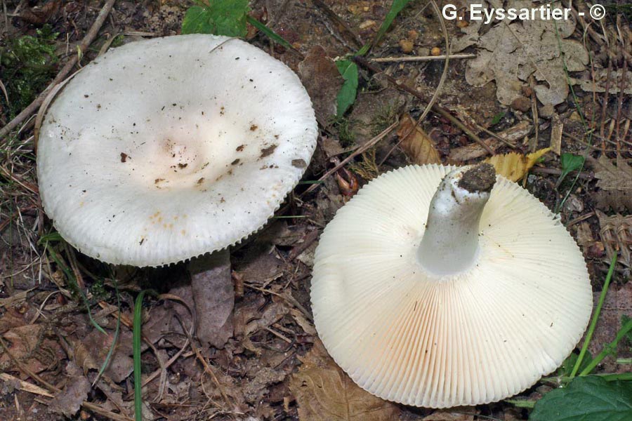 Russula pseudoaeruginea f. galochroa