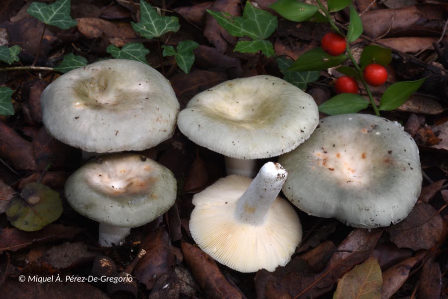 Russula pseudoaeruginea