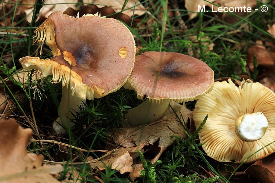 Russula puellaris