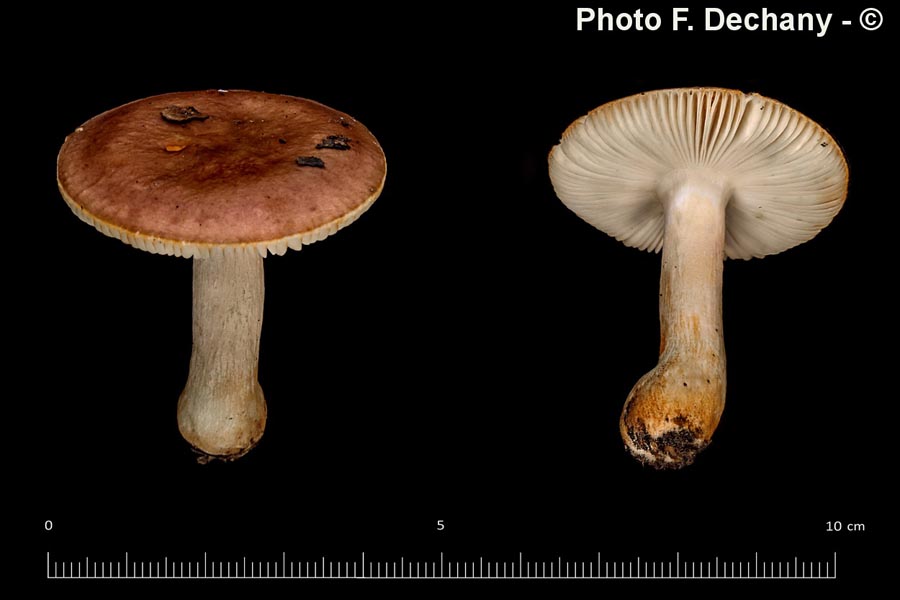 Russula puellaris