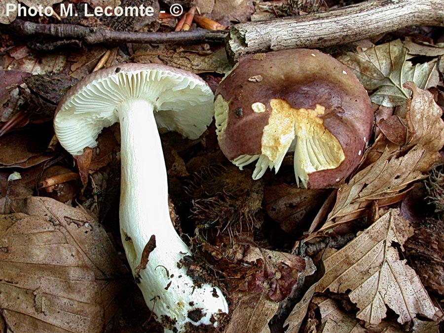 Russula puellaris