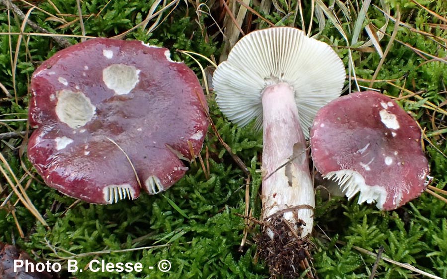 Russula queletii