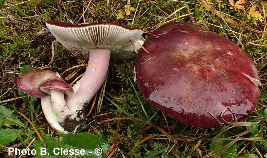 Russula queletii