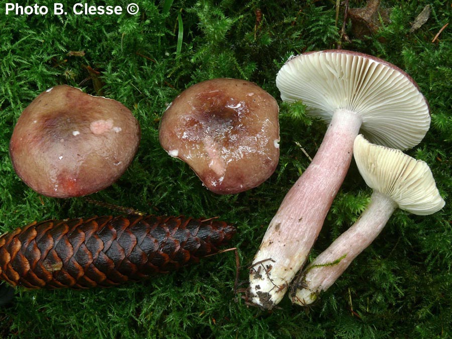 Russula queletii