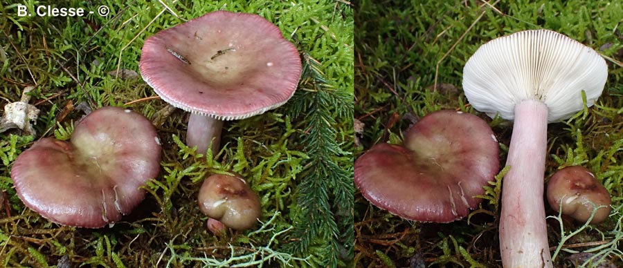 Russula queletii