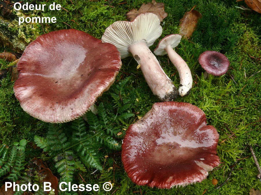 Russula queletii