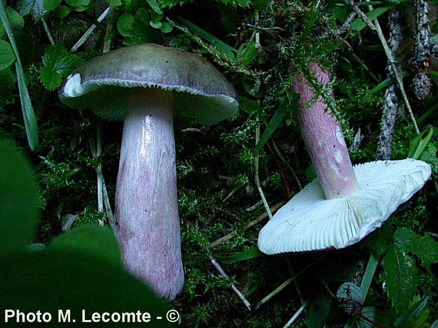 Russula queletii