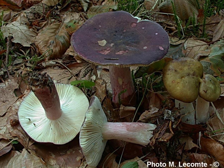 Russula queletii