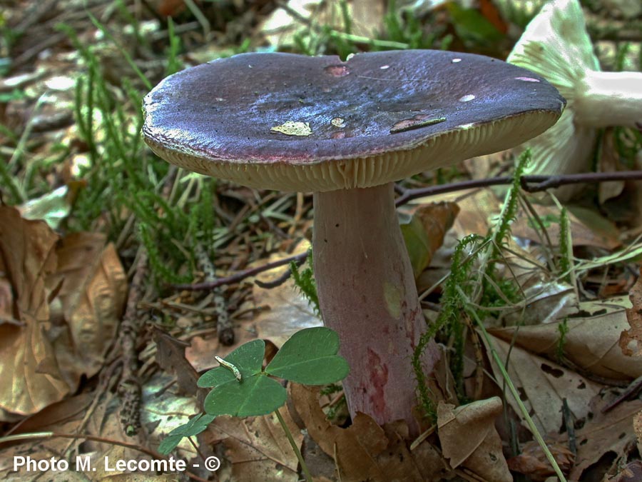 Russula queletii