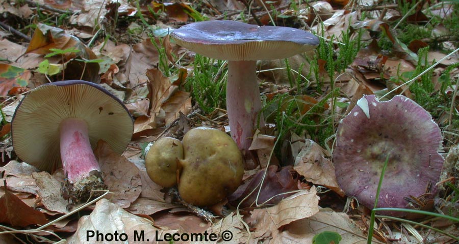 Russula queletii