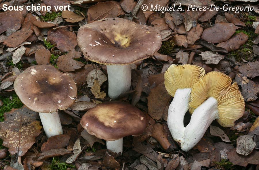 Russula quercilicis