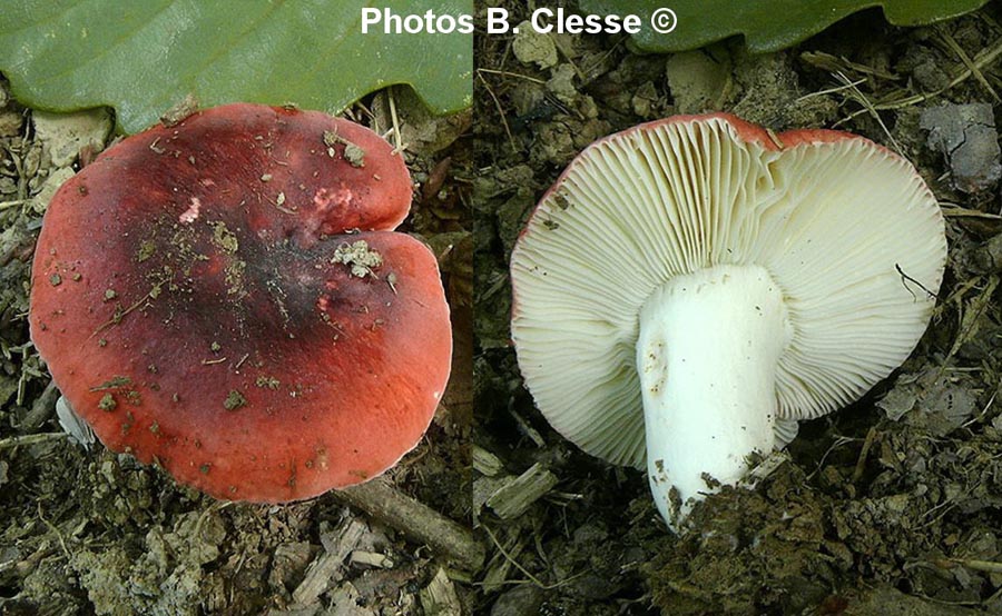 Russula rhodomelaena